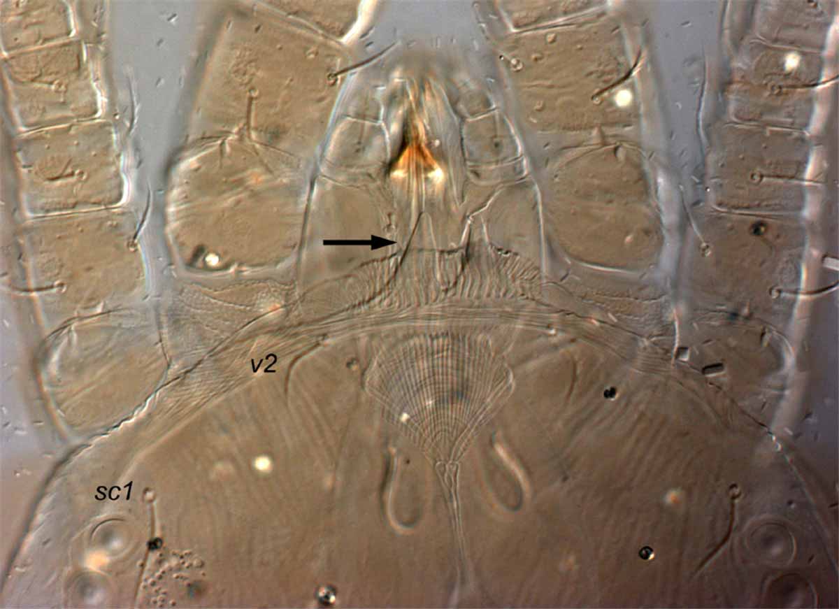            Fig. 8.   Aegyptobia nomus  female   prodorsum (type specimen).    