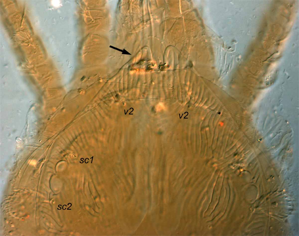            Fig. 6.   Aegyptobia vannus  female   prodorsum (type specimen).   