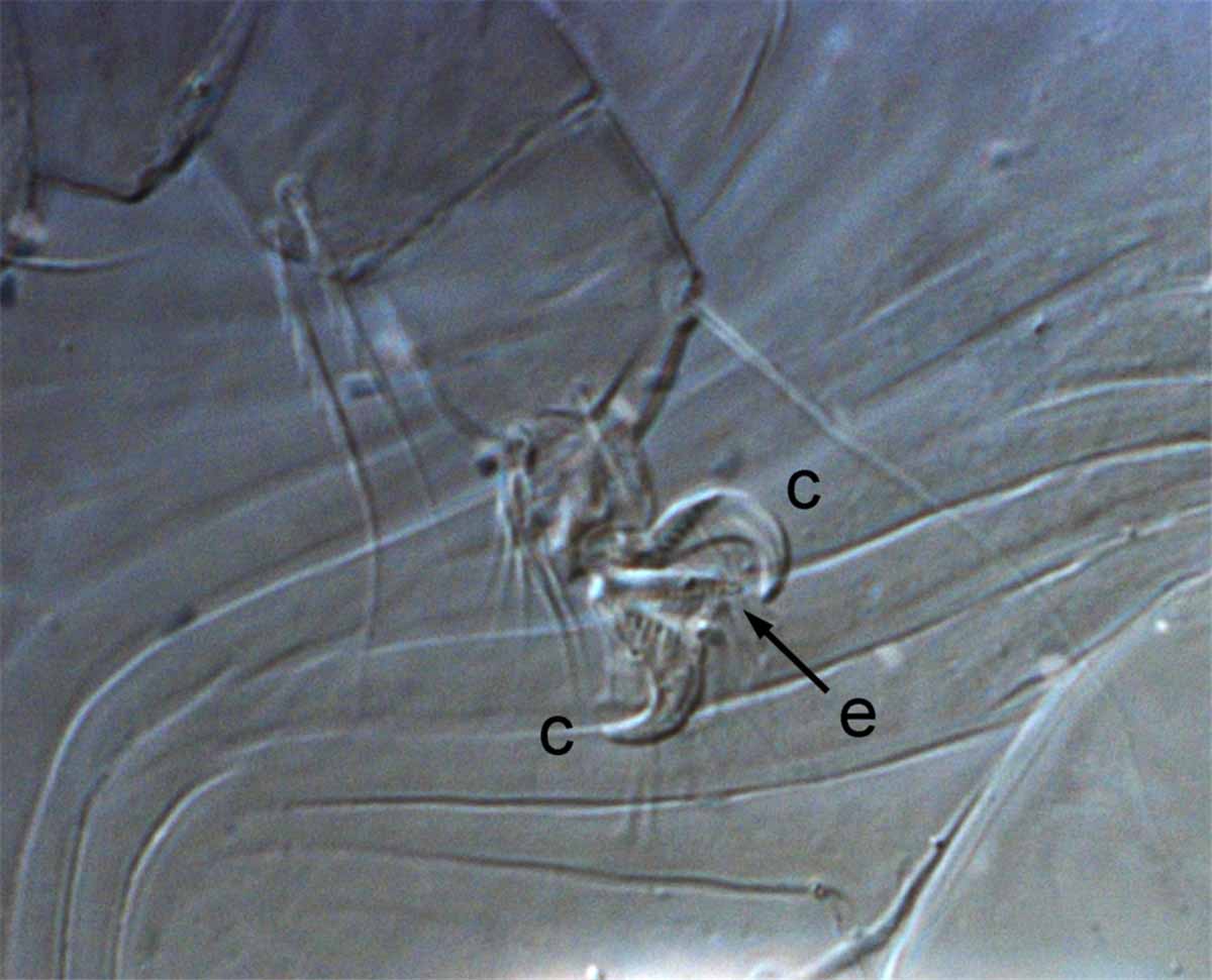            Fig. 15.  Claws (c) are claw-like and empodium (e)   is pad-like.   