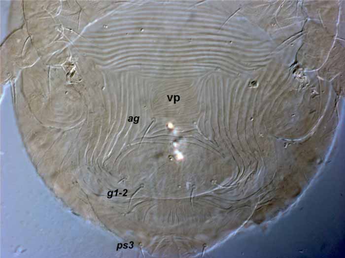            Fig. 12.   Aegyptobia antenosoma  female genital   region (vp = ventral plate) (type specimen).   