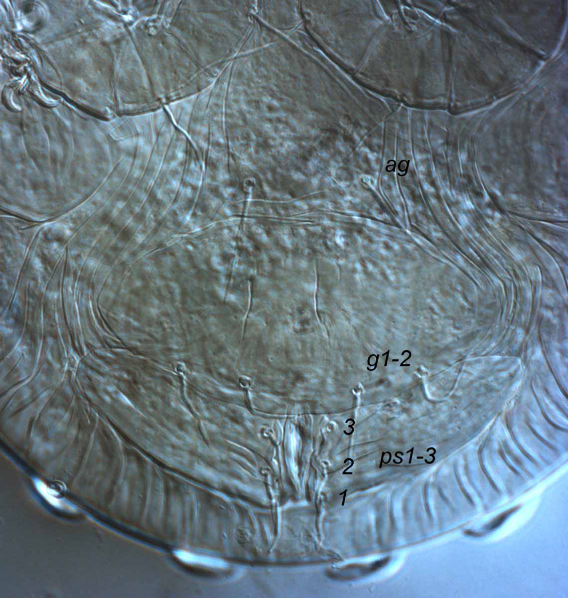            Fig. 13.   Aegyptobia baptus  female posterior   venter (type specimen).   