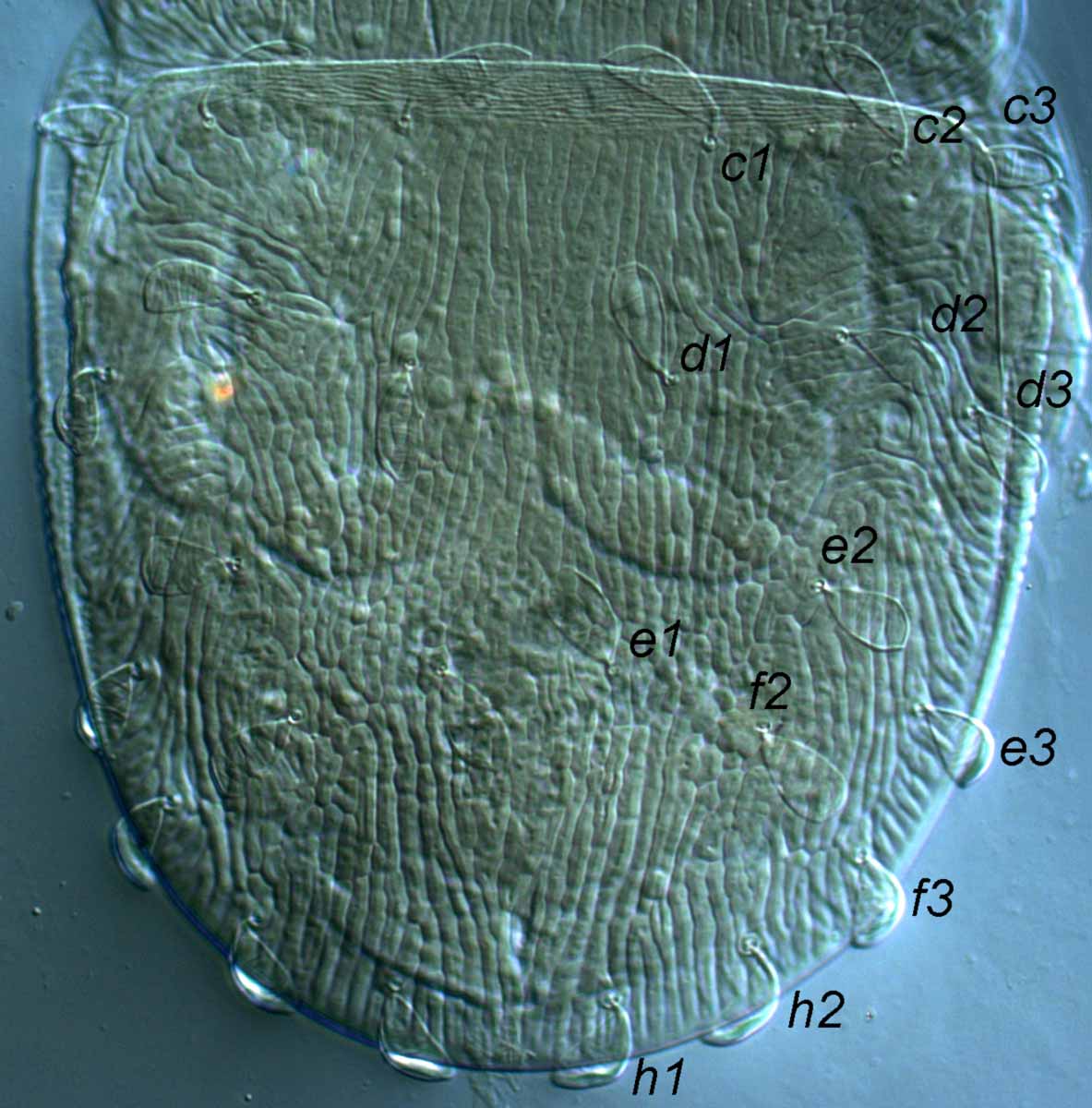            Fig. 3.   Aegyptobia baptus  female posterior   dorsum (type specimen).   