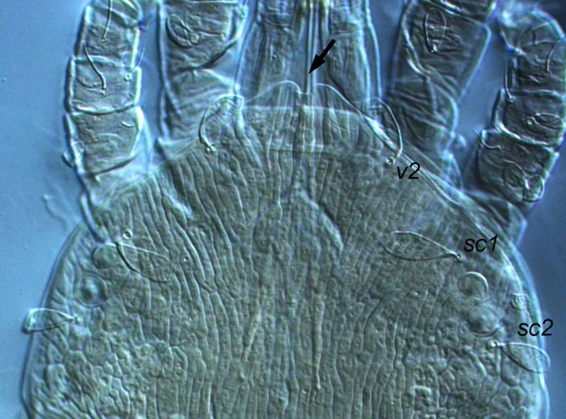            Fig. 5.   Aegyptobia baptus  female prodorsum   (type specimen).   