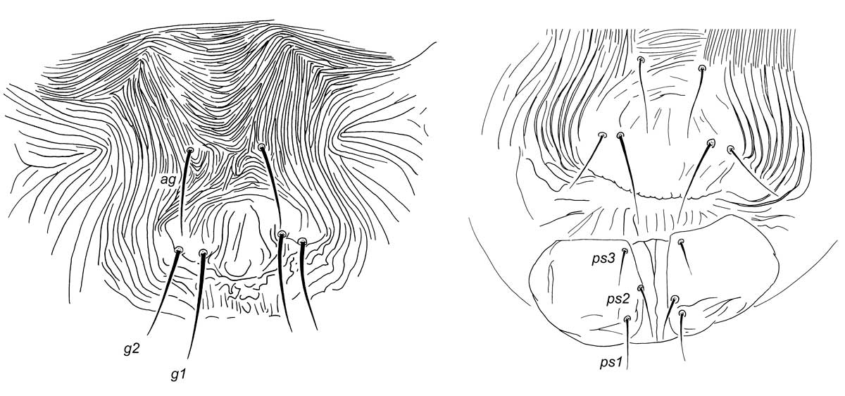            Fig. 3.   Meyeraepalpus delfinadae  female, posterior venter,   indicating genital region and 3 pairs of ps setae.   