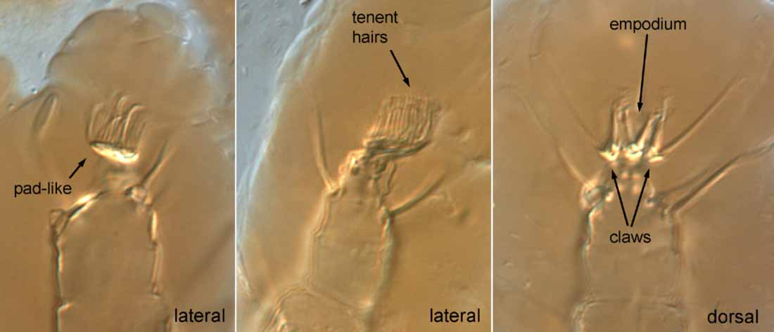            Fig. 16.   Aegyptobia nomus  female - claws are   pad-like and empodium is pad-like (type specimen).   