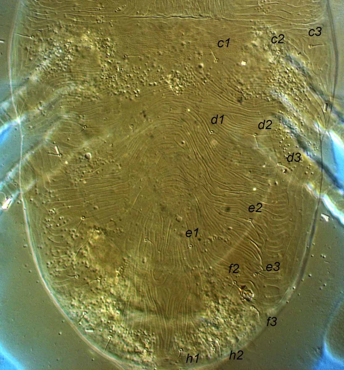            Fig. 2.   Aegyptobia pseudoleptoides    female dorsal opisthosoma (type specimen).   