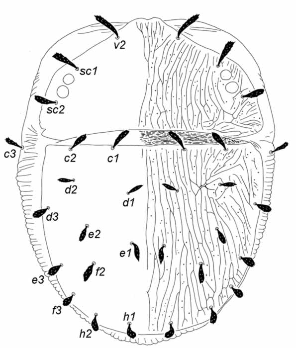            Fig. 1.   Aegyptobia yertle  female   dorsum.   