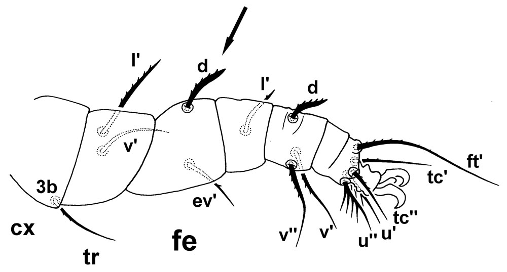            Fig. 17.   Aegyptobia alpinensis  female leg III   indicating femur III (fe) with dorsal seta  d  present (arrow) (type   specimen).   