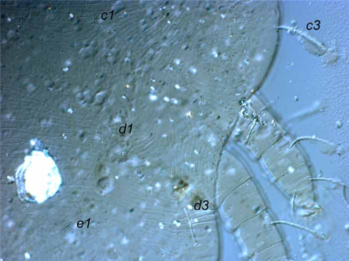            Fig. 3.   Afronychus amnicus  female anterior   dorsal opisthosoma, indicating  c2  absent   (holotype).   
