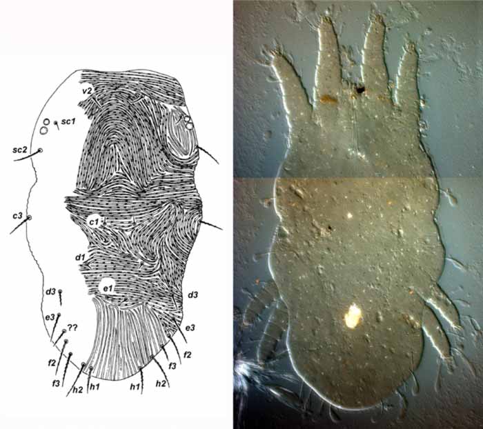            Fig. 1.   Afronychus amnicus  female dorsum (??   indicates possible presence of  e2 ) (paratype).   