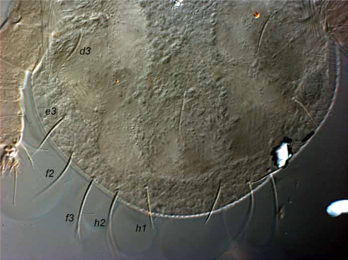            Fig. 5.   Afronychus cliffortiae  female   posterior dorsum indicating  e1  and  e2  absent   (paratype).   