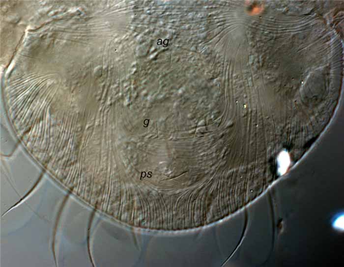            Fig. 8.   Afronychus cliffortiae  female   posterior venter, indicating 1 pair of  ag ,  g  and    ps  setae ( ag  = aggenital,  g  = genital,  ps  =   psuedanal) (paratype).   