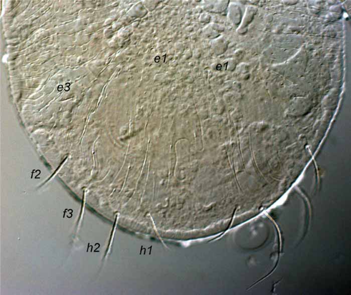            Fig. 6.   Afronychus diastellae  female   posterior dorsum indicating  e2  absent   (holotype).   
