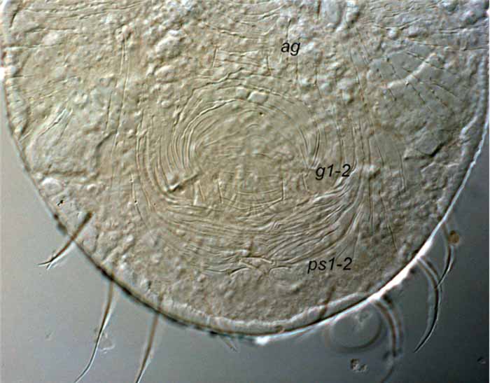            Fig. 10.   Afronychus diastellae  female   posterior venter, indicating 2 pairs of  g  and  ps    setae ( ag  = aggenital,  g  = genital,  ps  = psuedanal)   (holotype).   