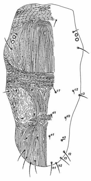            Fig. 2.   Afronychus mulibrinus  female dorsum,   indicating  c2  present.   