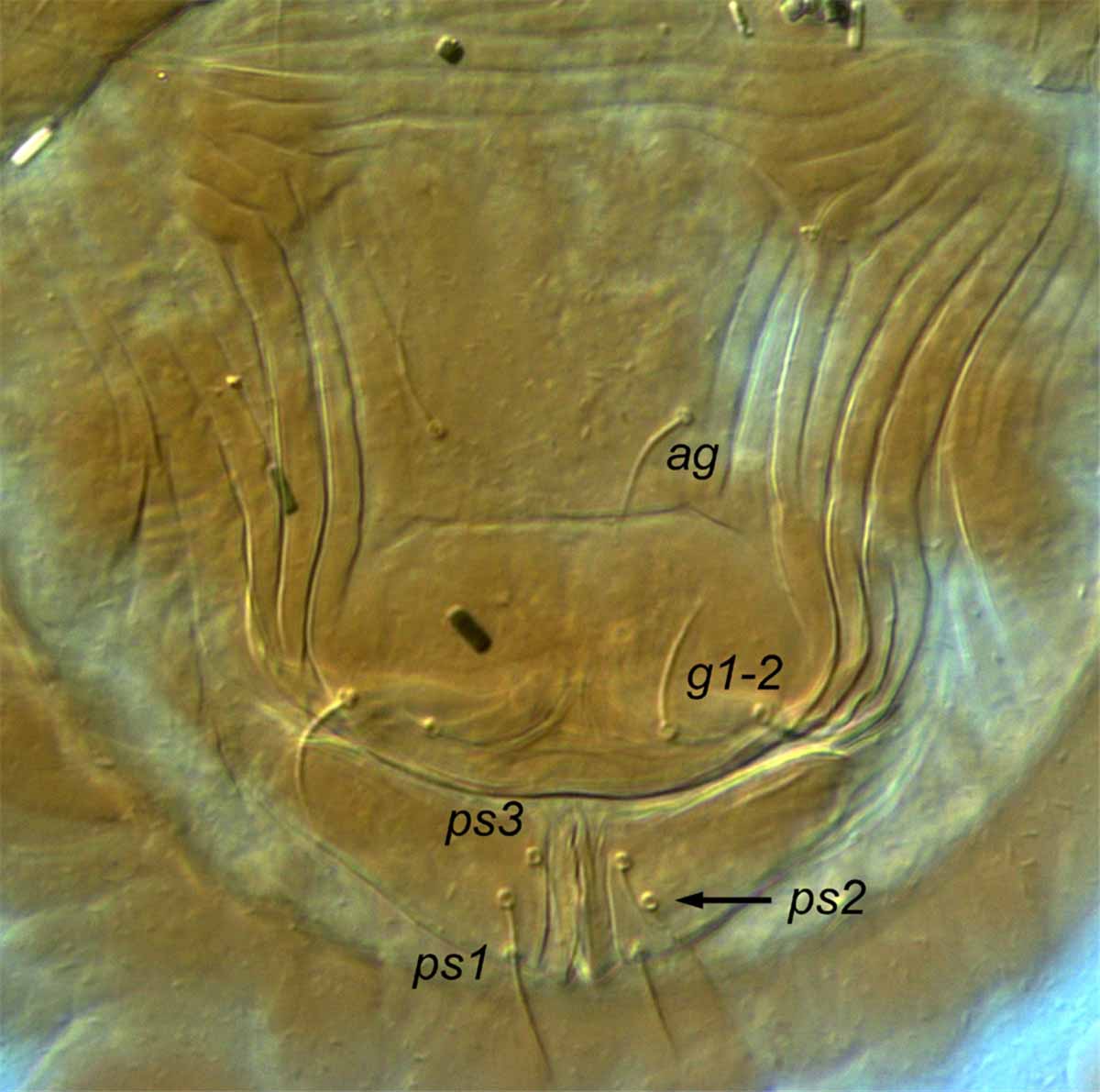            Fig. 14.   Aegyptobia nomus  female posterior   venter (type specimen).   