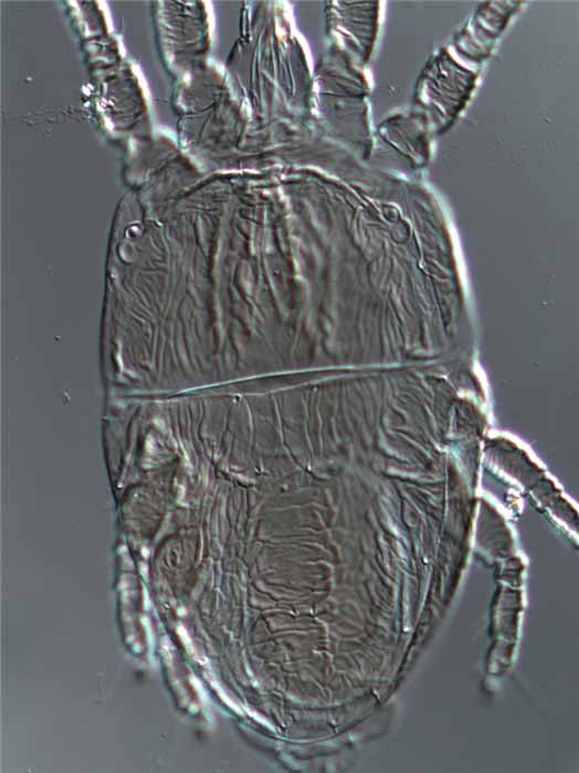            Fig. 2.   Amblypalpus  female   dorsum.   