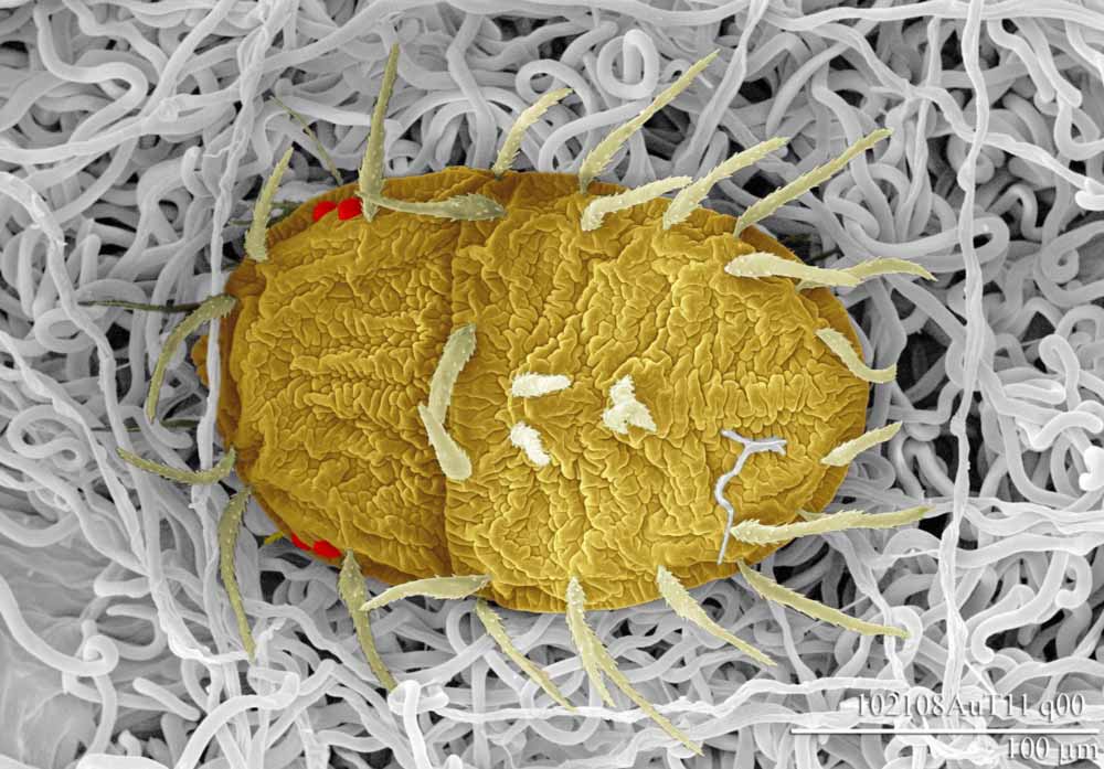            Fig. 5.   Australopalpus alphitoniae  female   dorsum (image: Gary Bauchan amp; Chris Pooley,   USDA-ARS).   