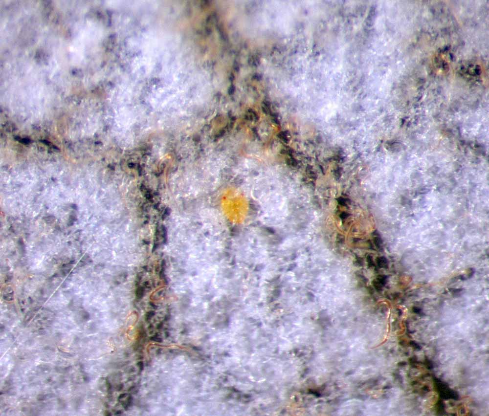            Fig. 4.   Australopalpus alphitoniae  female   live, on lower surface of  Alphitonia excelsa    leaf.   