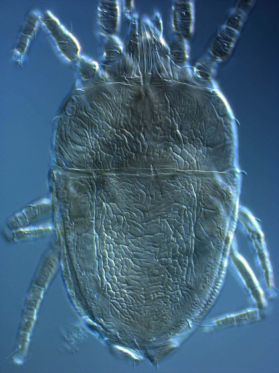  Fig. 1.  Brevipalpus tucuman , female dorsum. 
