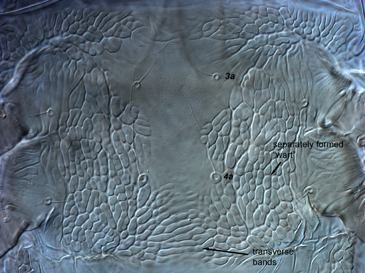  Fig. 12.  Brevipalpus tucuman , female venter, between coxae III-IV. 