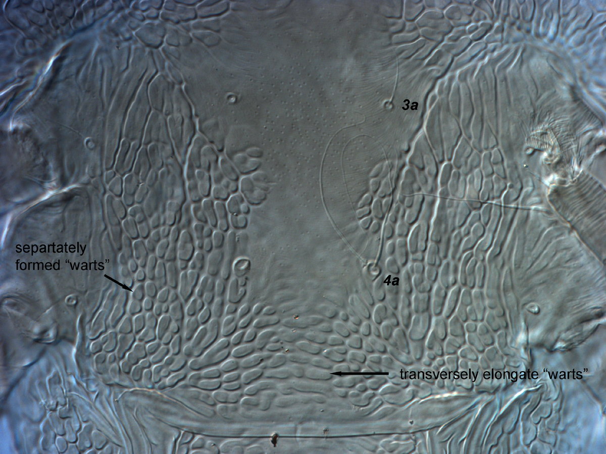  Fig. 13.  Brevipalpus tucuman , female venter, between coxae III-IV. 