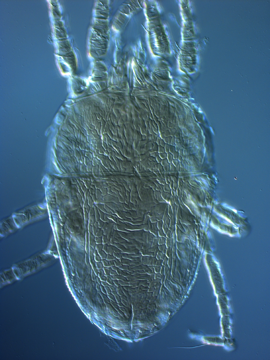  Fig. 2.  Brevipalpus tucuman , female dorsum. 