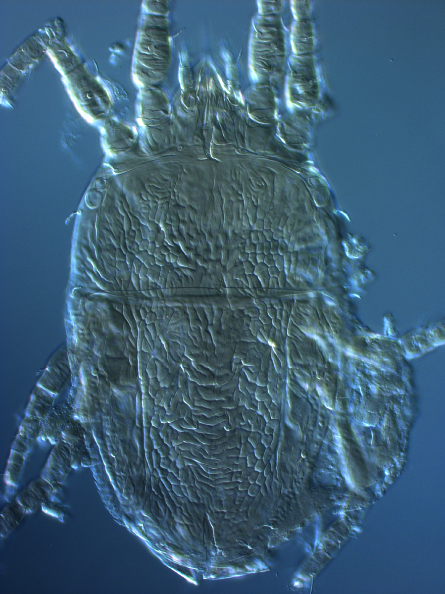  Fig. 3.  Brevipalpus tucuman , female dorsum. 