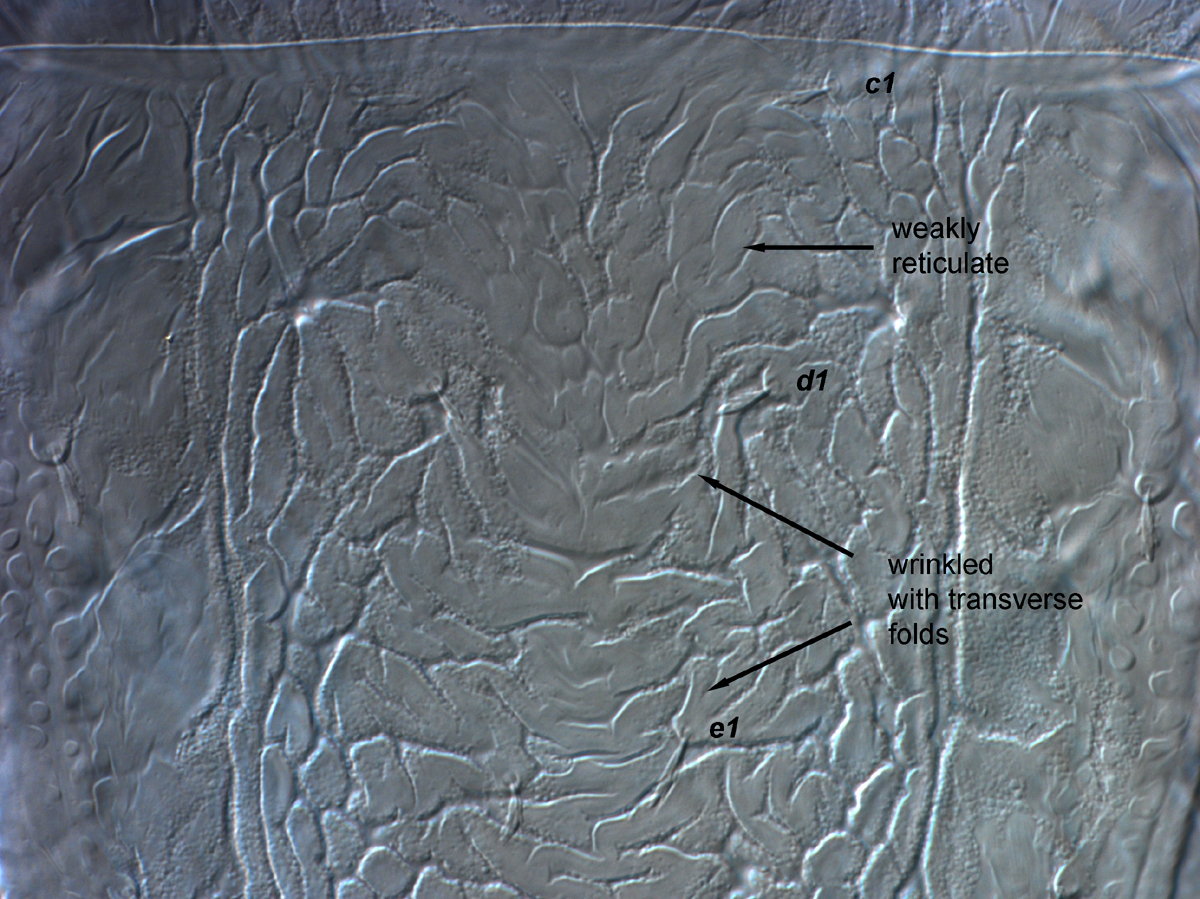  Fig. 7.  Brevipalpus tucuman , female anterior dorsal opisthosoma. 