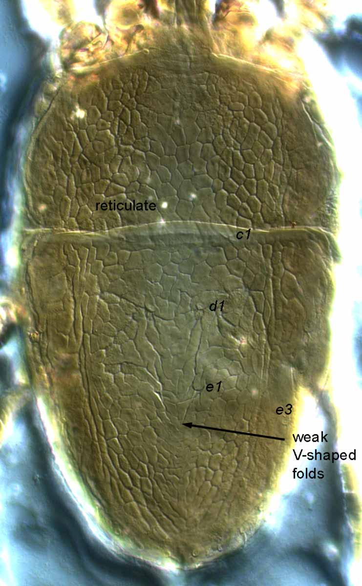            Fig. 2.   Brevipalpus californicus  group species B, female   dorsum.   