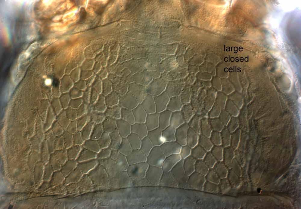            Fig. 4.   Brevipalpus californicus  group species B, female   prodorsum.   
