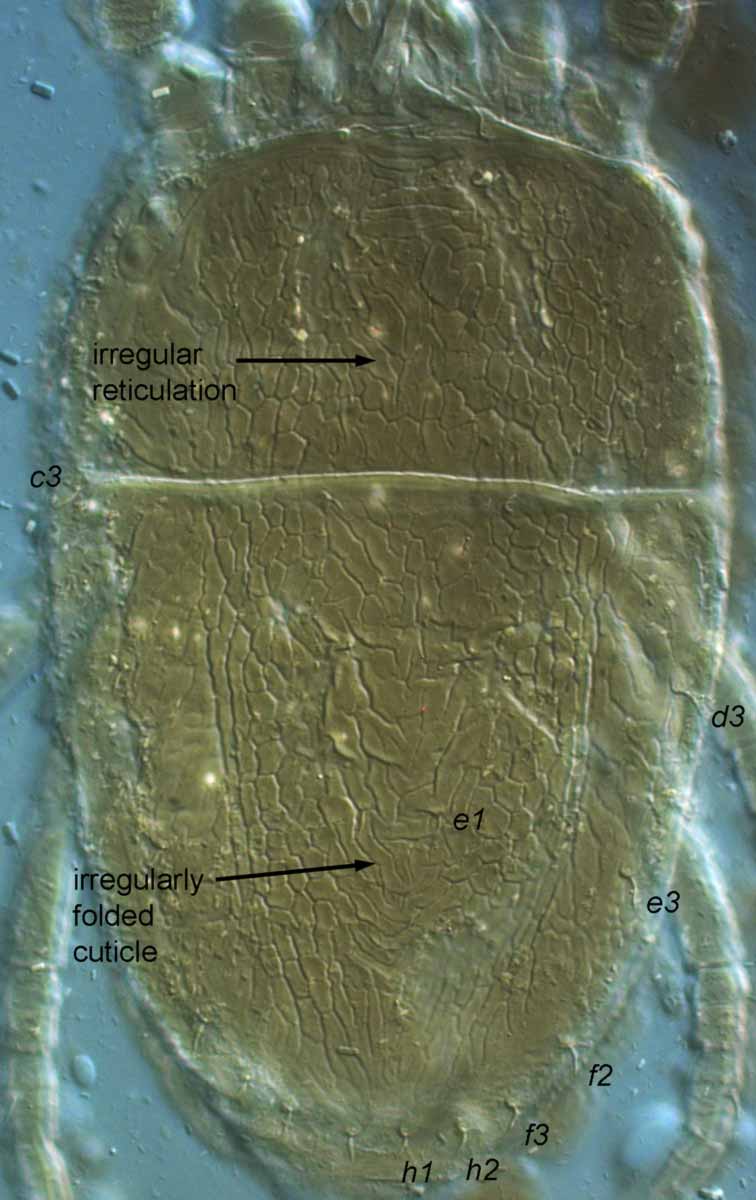            Fig. 1.   Brevipalpus californicus  group species   B, female dorsum.   