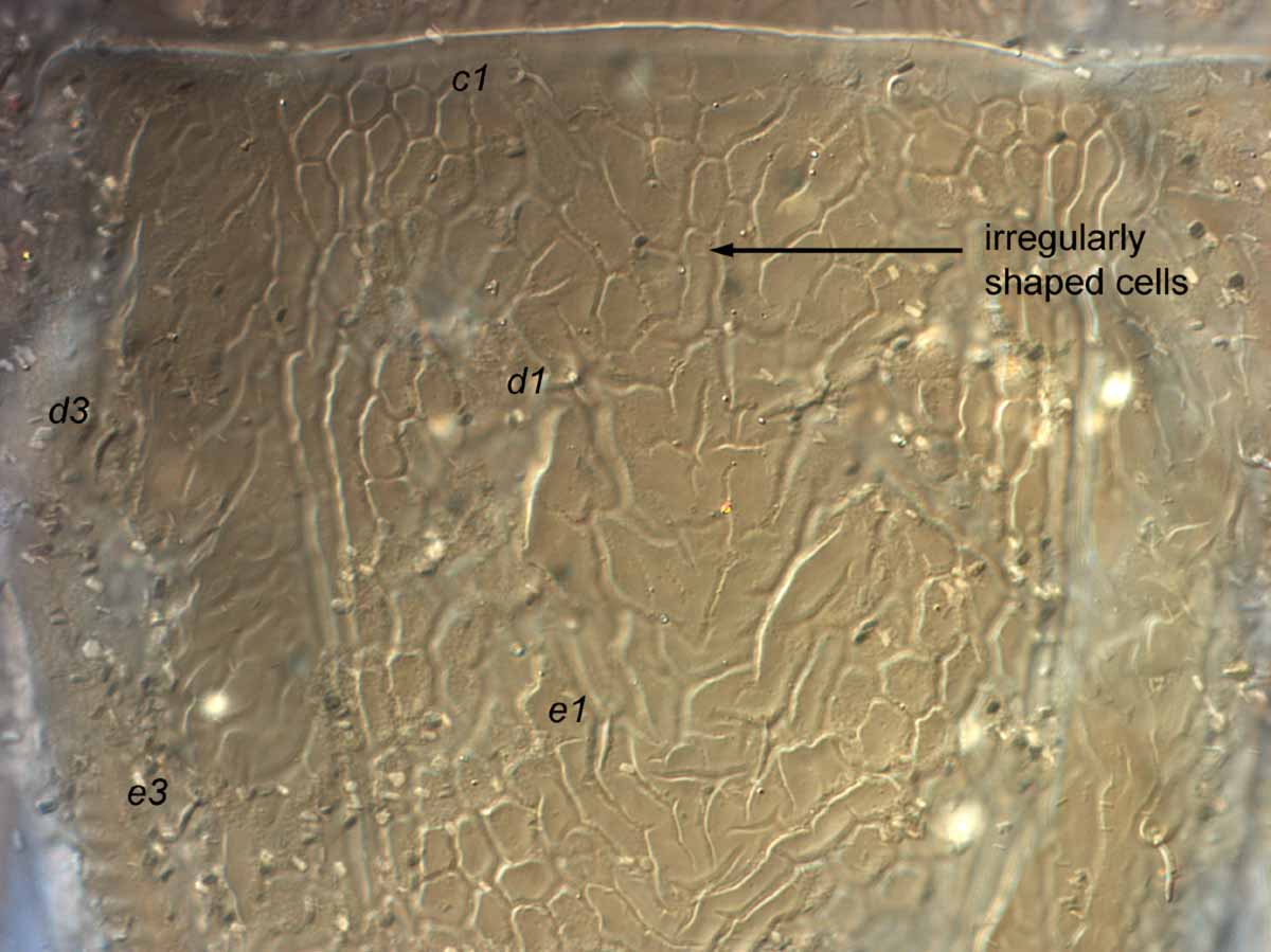            Fig. 7.   Brevipalpus californicus  group species   B, female anterior dorsal opisthosoma.   