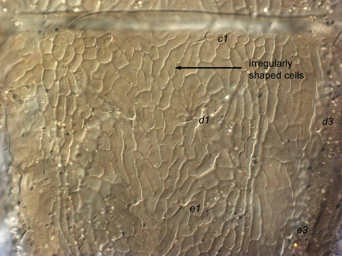            Fig. 8.   Brevipalpus californicus  group species B, female   anterior dorsal opisthosoma.   