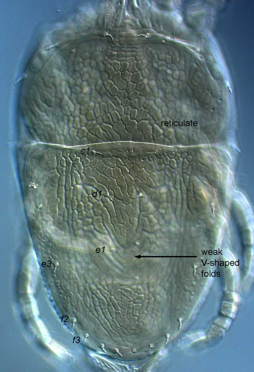            Fig. 3.   Brevipalpus californicus  group species   B, female dorsum.   