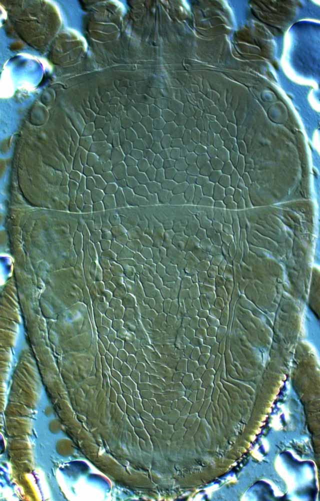            Fig. 1.   Brevipalpus californicus  group species C, female   dorsum.   