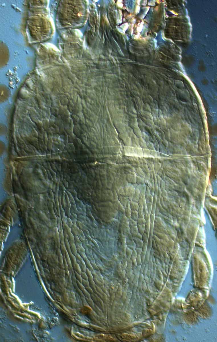  Fig. 1.  Brevipalpus californicus  sensu stricto, female dorsum (holotype specimen). 