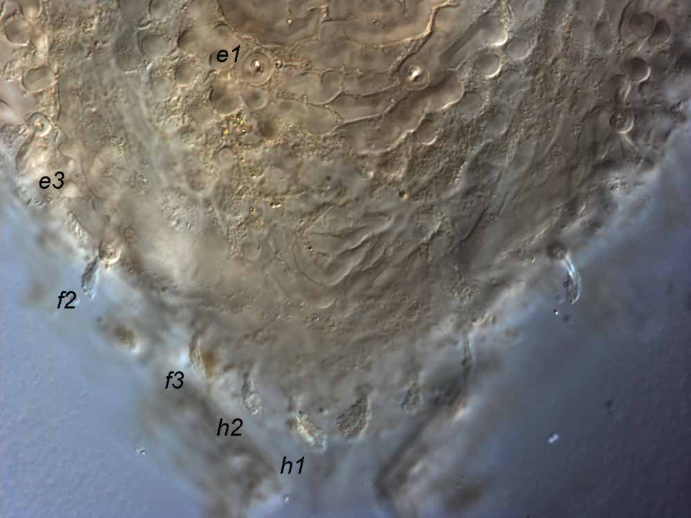            Fig. 4.   Brevipalpus chamaedoreae  female posterior   dorsum.   