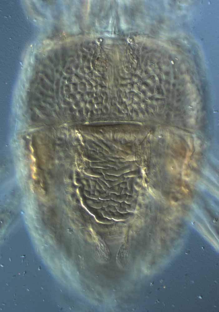            Fig. 1.   Brevipalpus chamaedoreae  female   dorsum.   