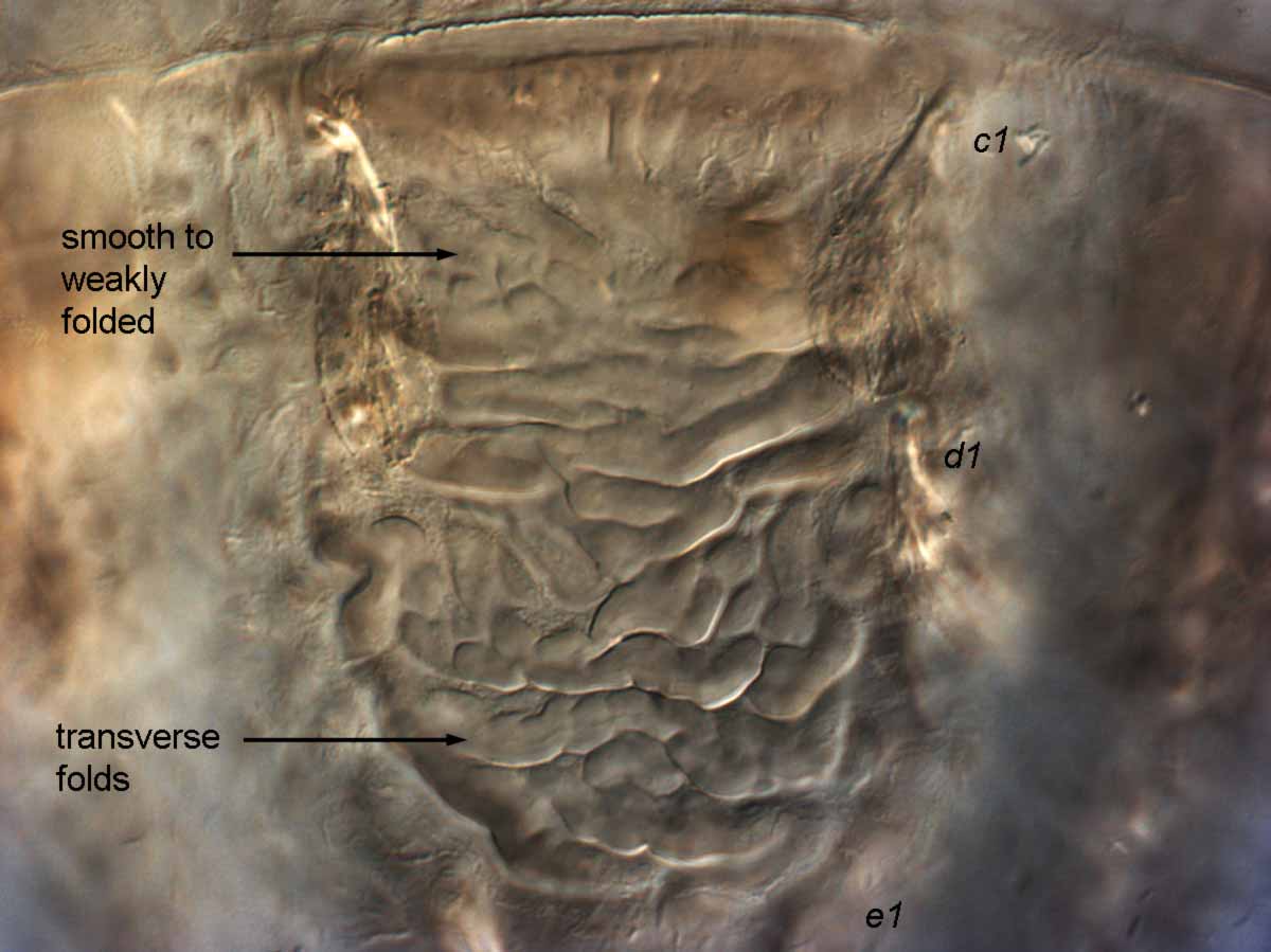            Fig. 3.   Brevipalpus chamaedoreae  female anterior dorsal   opisthosoma.   