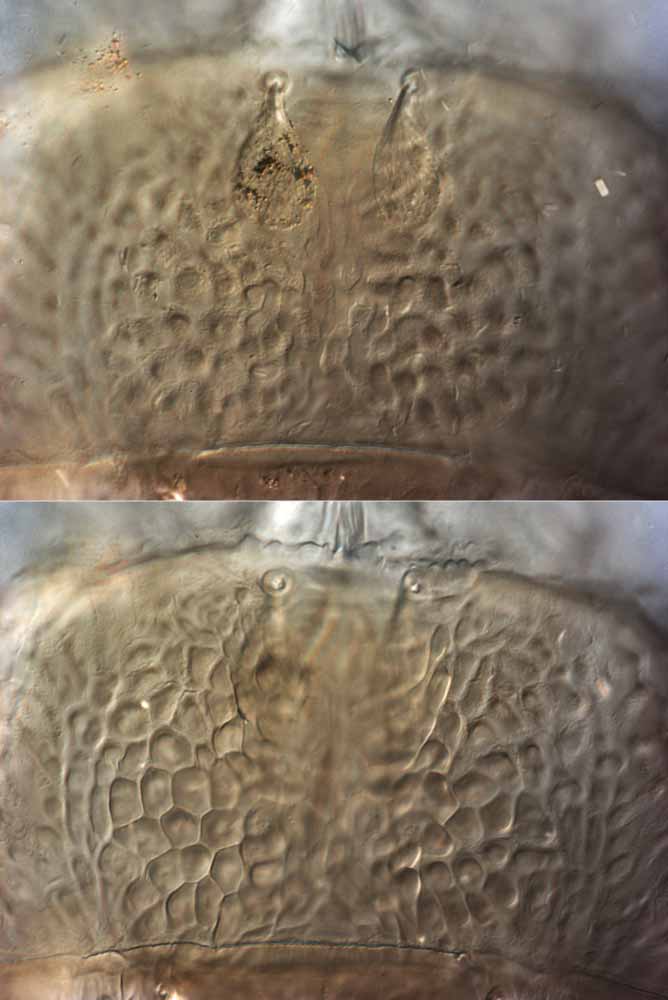            Fig. 2.   Brevipalpus c hamaedoreae female prodorsum (two   different focal points highlighting pebble-like cuticle).   