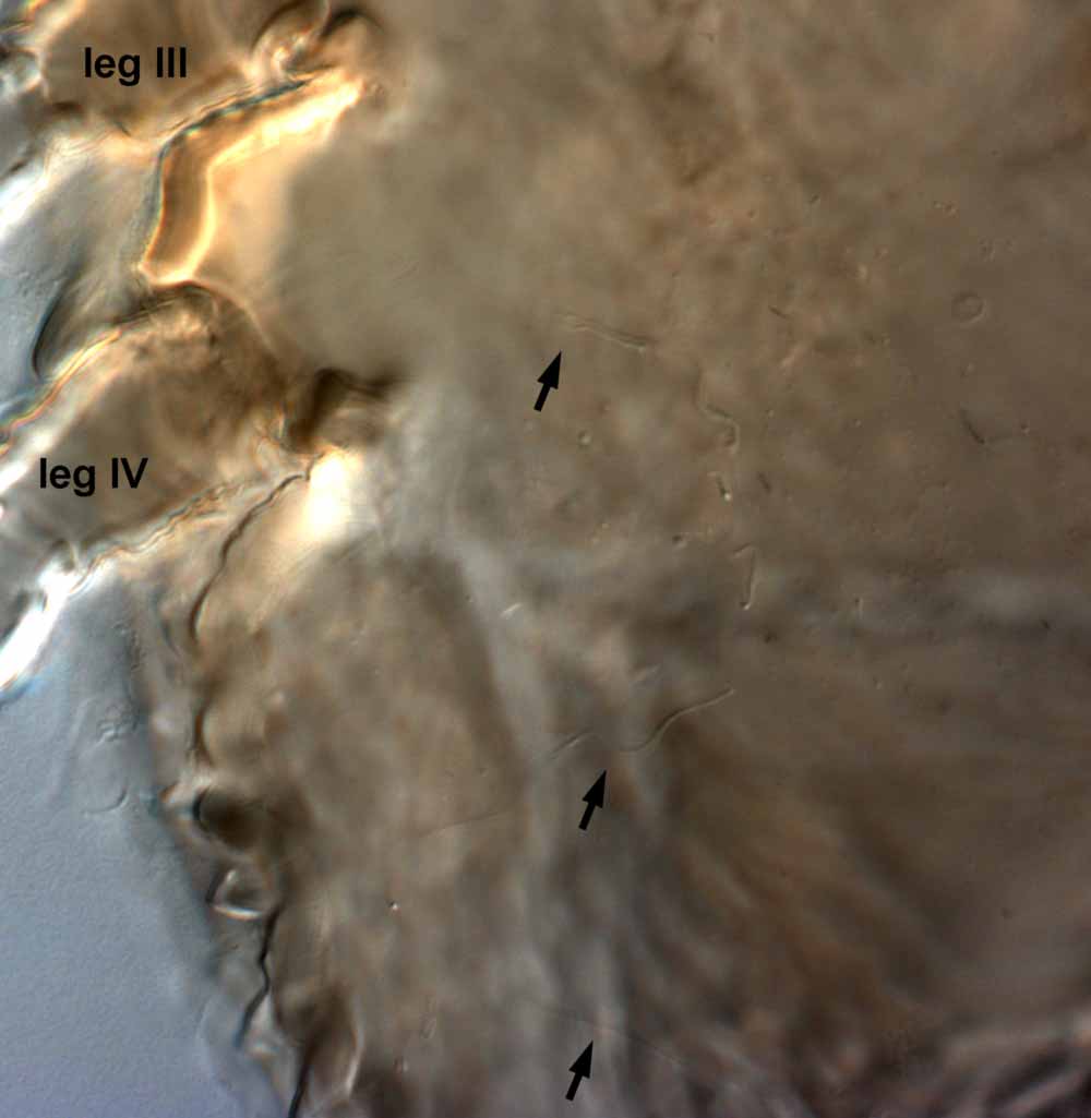            Fig. 7.   Brevipalpus chamaedoreae  female spermatheca (arrows   indicate duct and terminal bulb).   