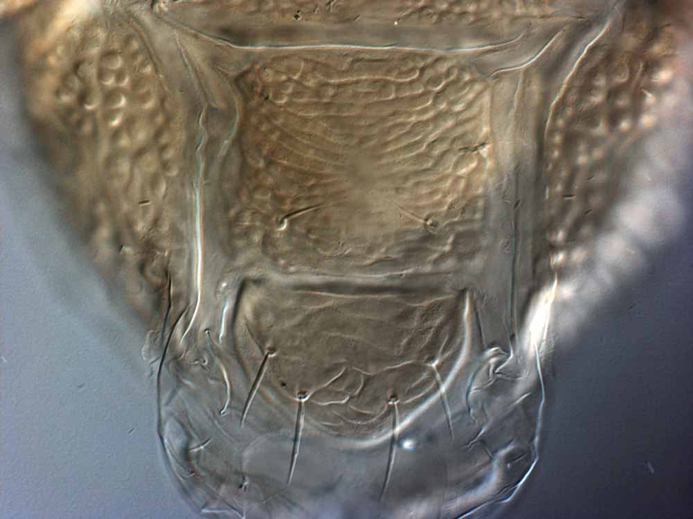            Fig. 6.   Brevipalpus chamaedoreae  female posterior   venter.   