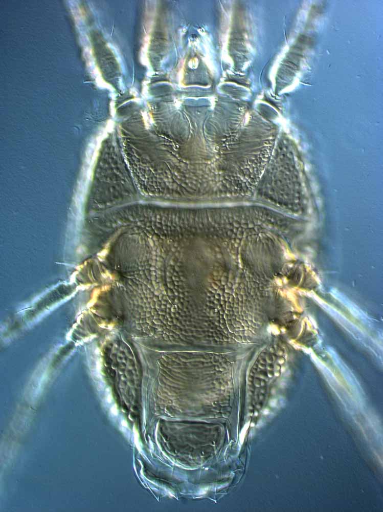            Fig. 5.   Brevipalpus chamaedoreae  female   venter.   