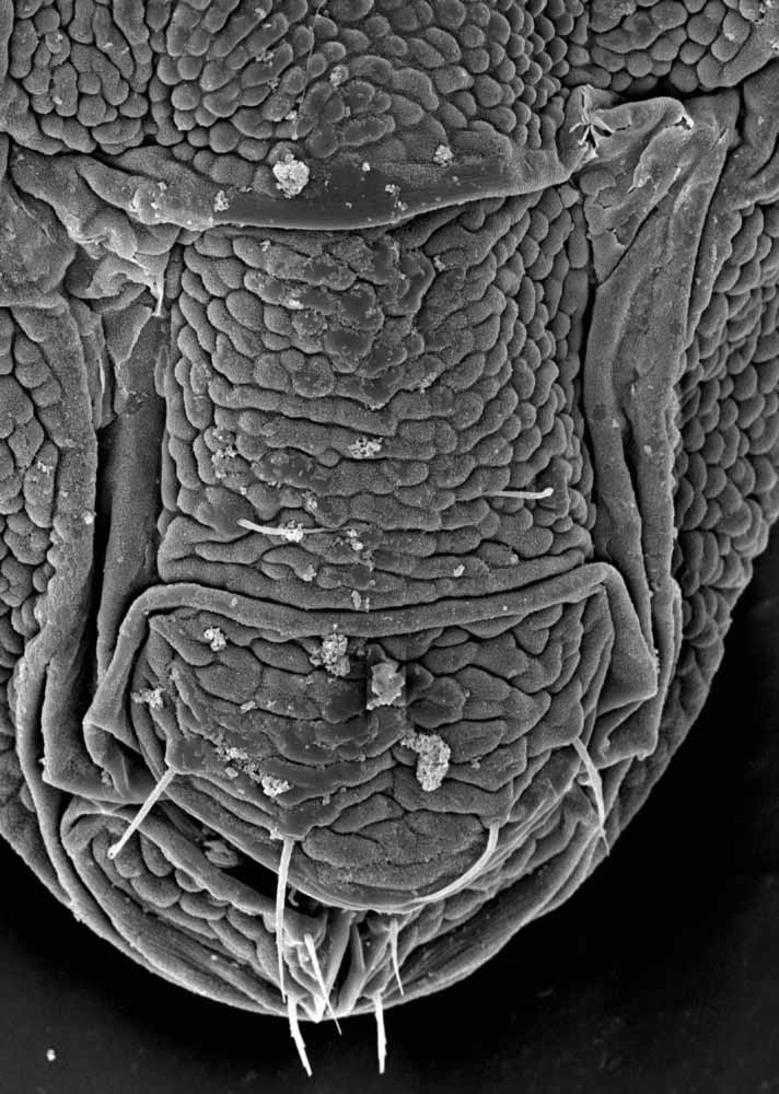            Fig. 14.   Brevipalpus chilensis  female posterior   venter (image: Gary Bauchan, USDA-ECMU).   