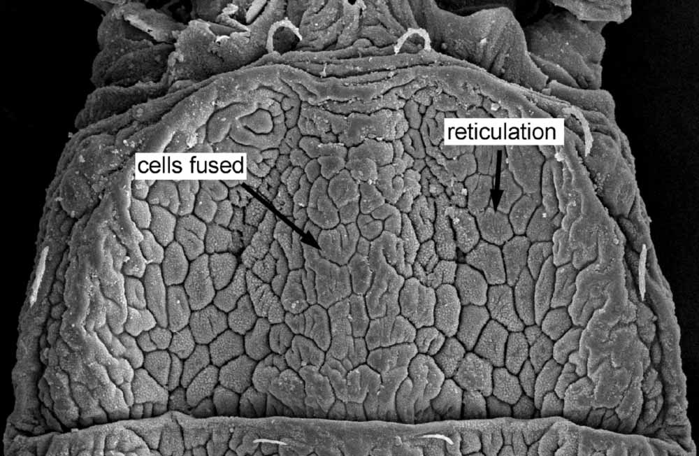            Fig. 3.   Brevipalpus chilensis  female prodorsum (image:   Gary Bauchan, USDA-ECMU).   
