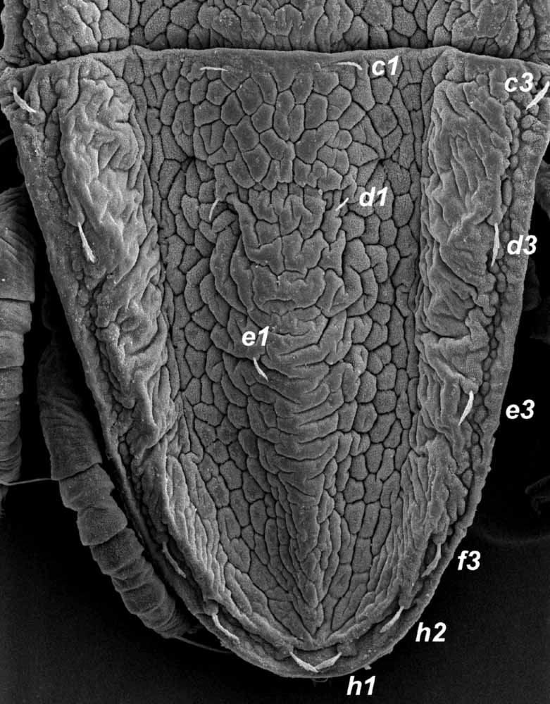            Fig. 7.   Brevipalpus chilensis  female posterior dorsum (image:   Gary Bauchan, USDA-ECMU).   