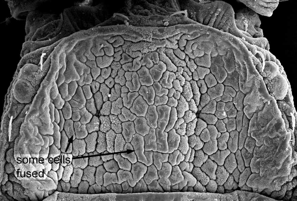            Fig. 4.   Brevipalpus chilensis  adult female   prodorsum (image: Gary Bauchan, USDA-ECMU).   