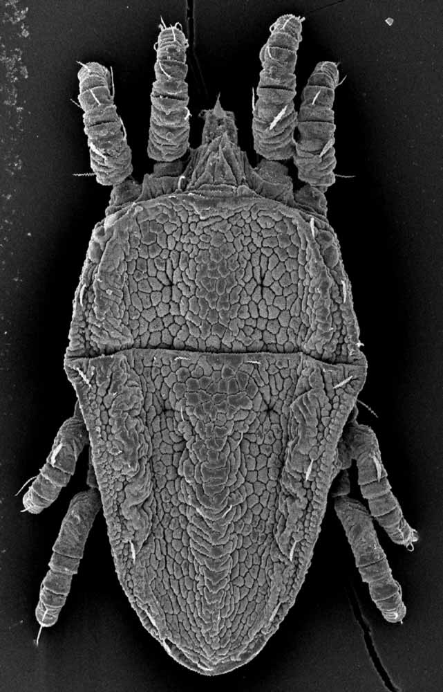            Fig. 1.   Brevipalpus chilensis  female dorsum (image: Gary   Bauchan, USDA-ECMU).   