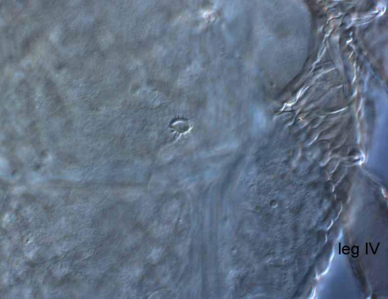            Fig. 16.   Brevipalpus chilensis  female   spermatheca.   